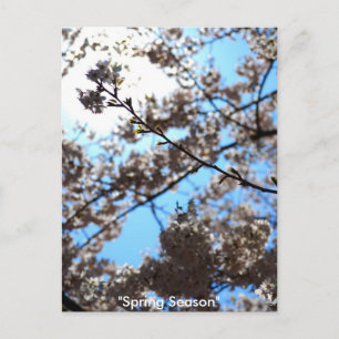 Carte Postale Saison printemps