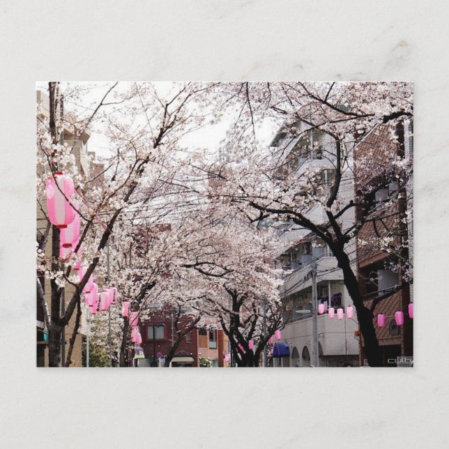 Carte postale Sakura à Tokyo Cherry Blossom, Japon (Devant)