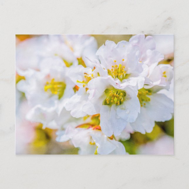 Carte Postale Sakura Blossom (Devant)