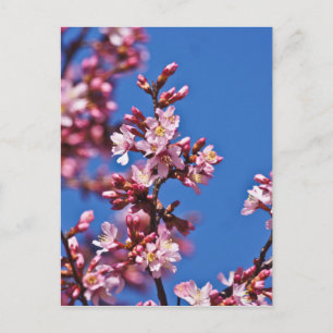 Carte Postale Sakura Cerry Blossoms Touché Bleu