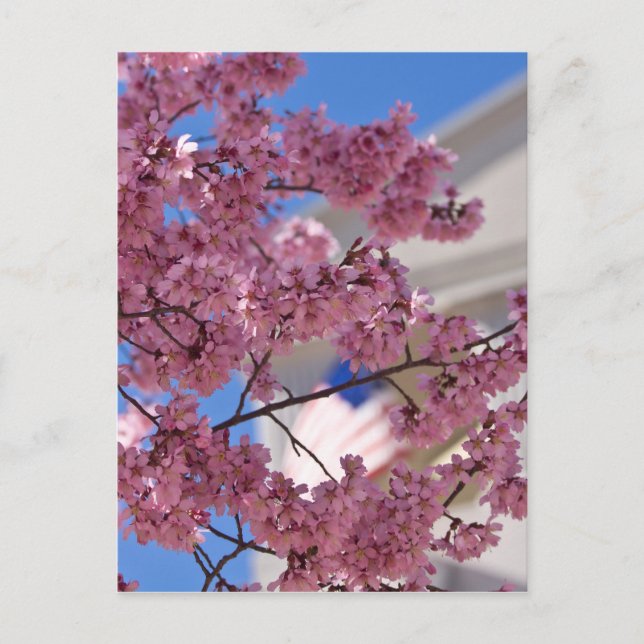Carte Postale Sakura Cherry Blossoms (Devant)