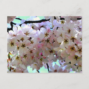 Carte postale Sakura Cherry Blossoms