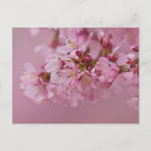 Carte Postale Sakura Cherry Blossoms rose pâle Réflexions