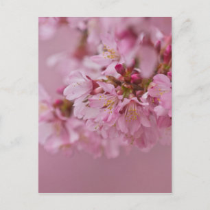 Carte Postale Sakura Cherry Blossoms rose pâle Réflexions