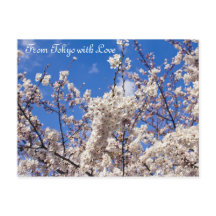 Sakura Cherry Blossoms White Blue Sky Tokyo