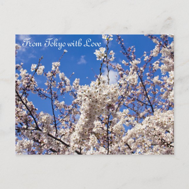 Carte Postale Sakura Cherry Blossoms White Blue Sky Tokyo (Devant)
