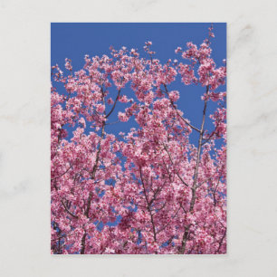 Carte Postale Sakura Cherry Fleurit Dans Le Bleu