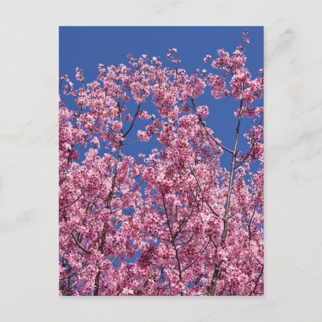 Carte Postale Sakura Cherry Fleurit Dans Le Bleu (Devant)