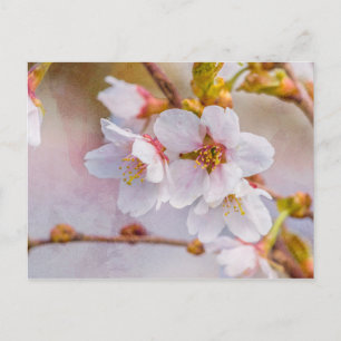 Carte Postale Sakura - Fleur de cerisier japonaise