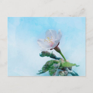 Carte Postale Sakura - Fleur de cerisier japonaise