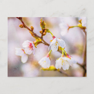 Carte Postale Sakura - Fleur de cerisier japonaise