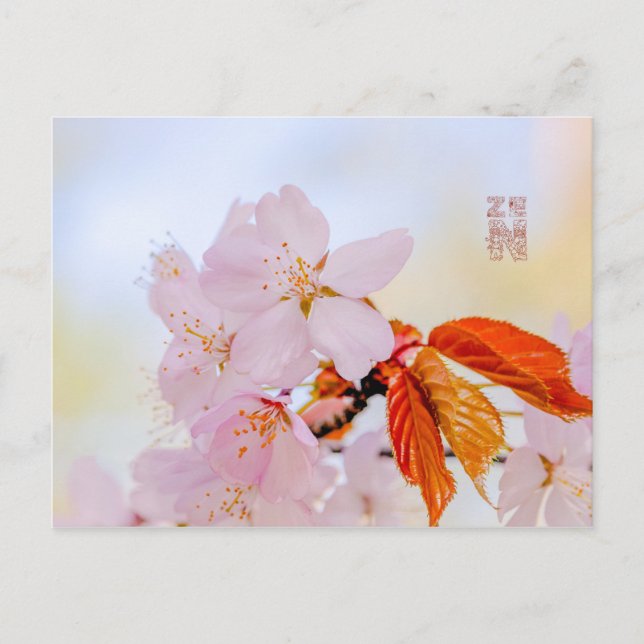 Carte Postale Sakura - Fleur de cerisier japonaise (Devant)