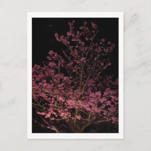 Carte Postale Sakura fleurit la nuit