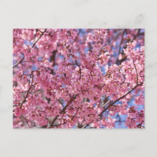 Carte Postale Sakura Pink Cherry Blossom Sky (Devant)