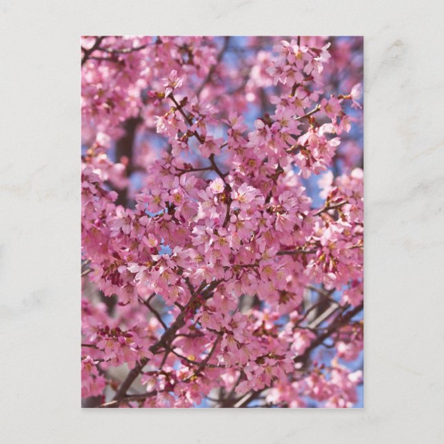 Carte Postale Sakura Pink Cherry Blossom Sky (Devant)