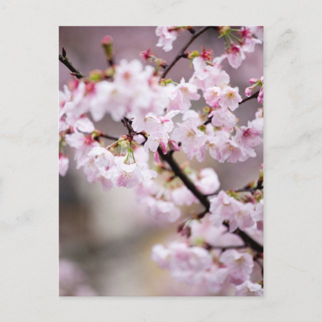 Carte Postale Sakura XXXIV (Devant)