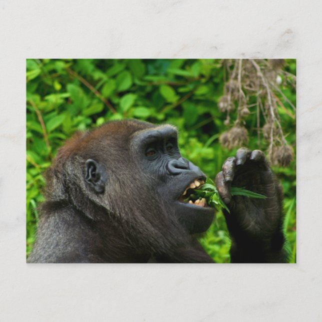 Carte Postale Salade de cuisine de Gorilla (Devant)