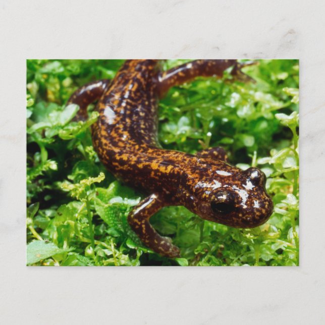Carte Postale Salamander (Devant)