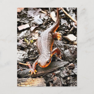 Carte Postale Salamandre dans la forêt