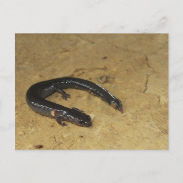 Carte Postale Salamandre de jardin (Devant)