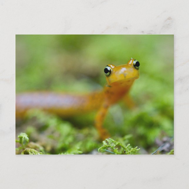 Carte Postale Salamandre de Longtail (Devant)