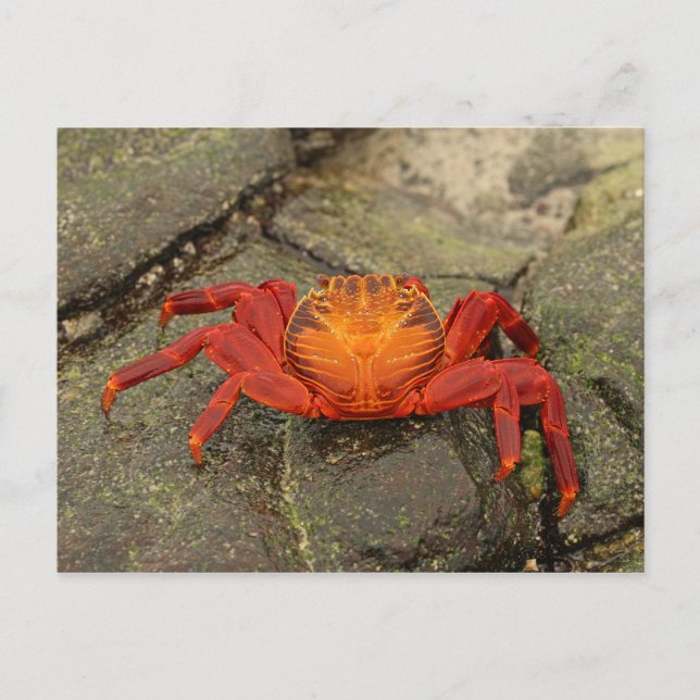 Carte postale Sally Lightfoot Crab (Devant)