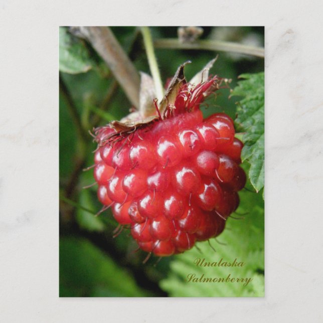 Carte Postale Salmonberry, île de l'Unalaska (Devant)
