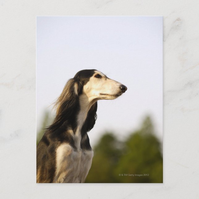Carte Postale Saluki 2 (Devant)