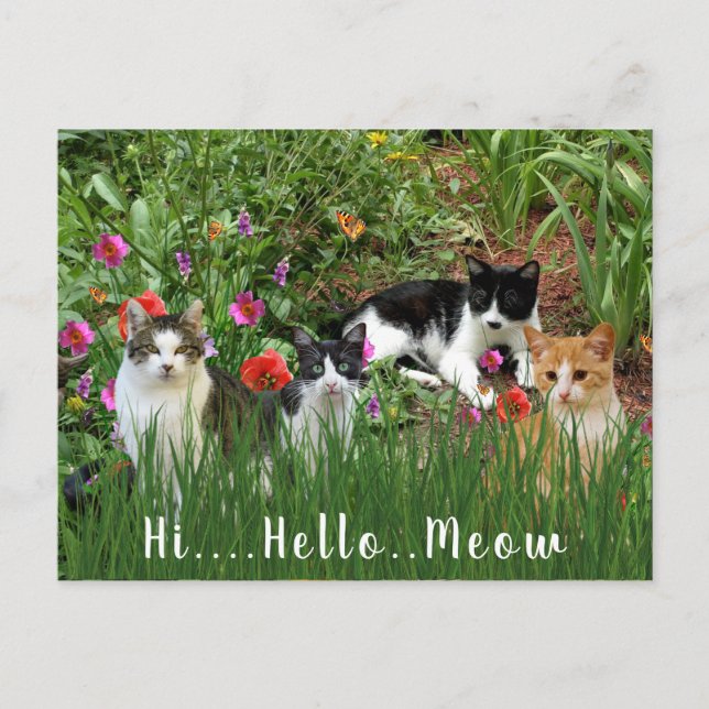 Carte Postale Salut Bonjour Meow / Chats dans le Jardin animal m (Devant)