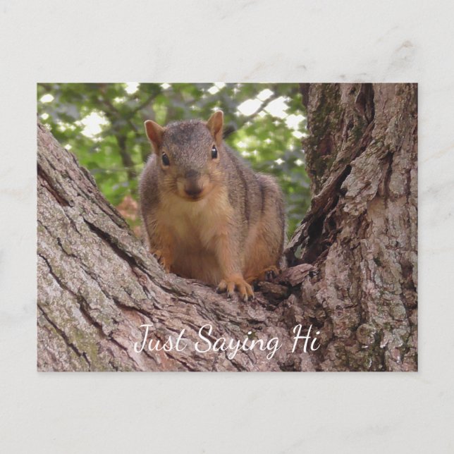 Carte Postale Salut, mignon écureuil dans l'arbre (Devant)