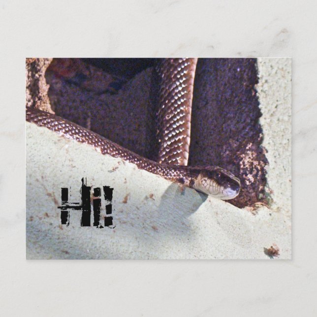 Carte Postale Salut - Serpent noir dans le sous-sol (Devant)