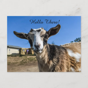 Carte Postale Salutation de chèvre