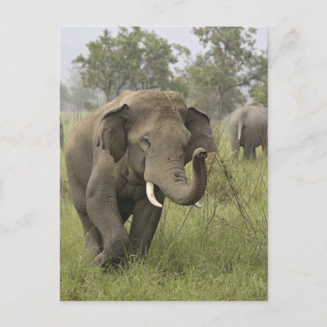 Carte Postale Salutation des éléphants d'Asie indienne (Devant)