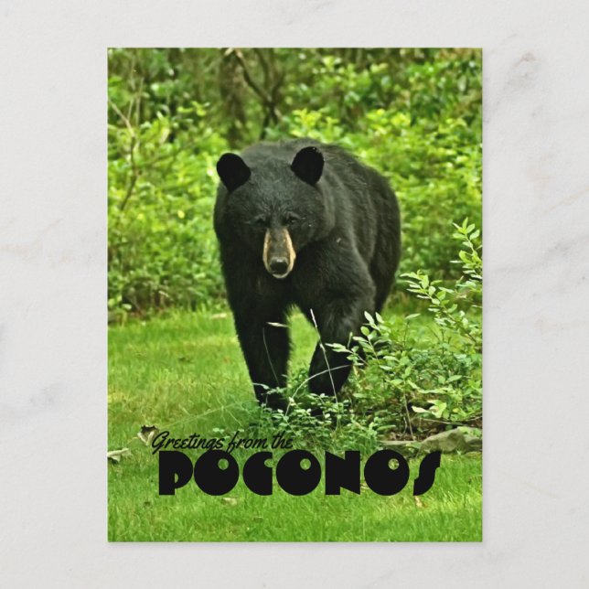 Carte Postale Salutation du Jardin Poconos Ours Noir (Devant)
