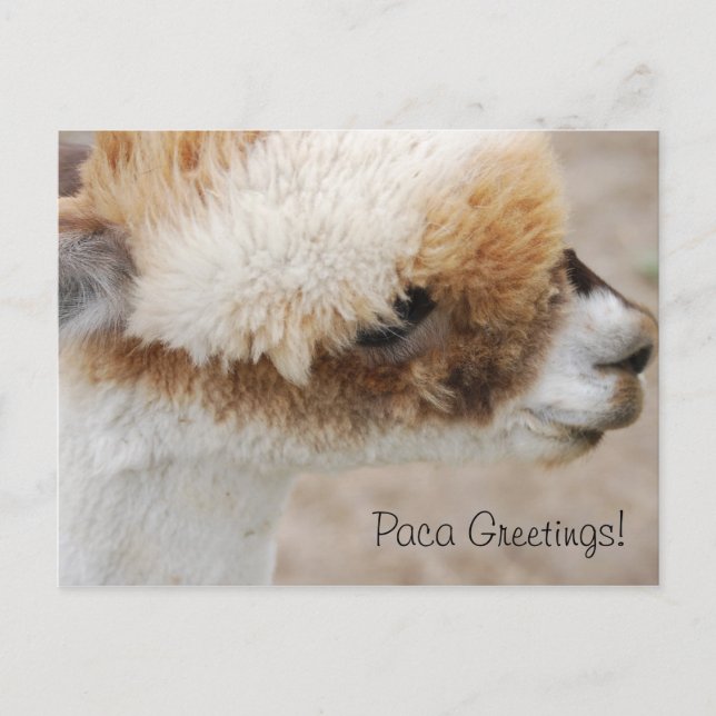 Carte Postale Salutations Alpaca ! (Devant)
