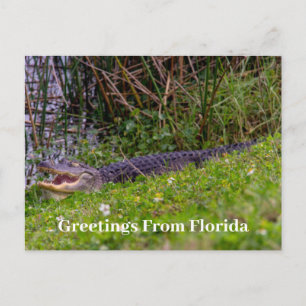 Carte Postale Salutations d'alligator de Floride Personnaliser