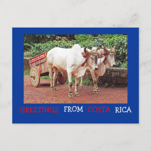 Carte Postale Salutations de Costa Rica Postcard (oxen &oxcart)