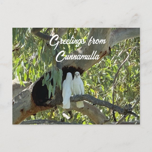 Carte Postale Salutations de Cunnamulla (Devant)