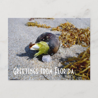 Carte Postale Salutations de Floride
