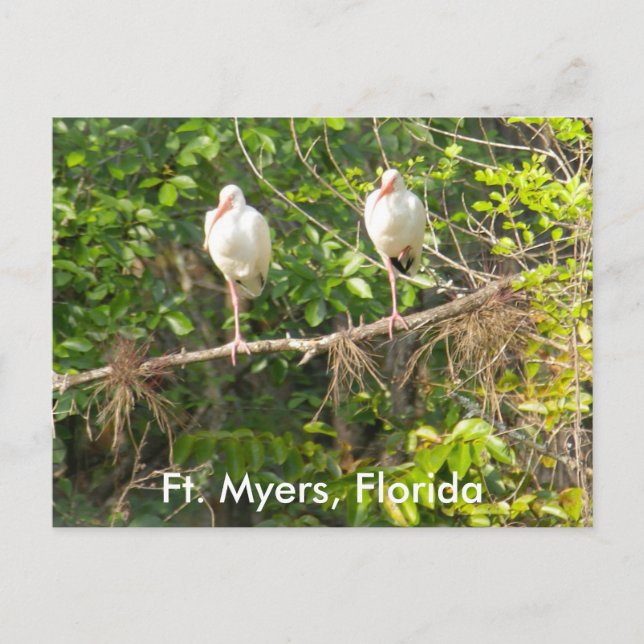 Carte Postale Salutations de Floride ! (Devant)
