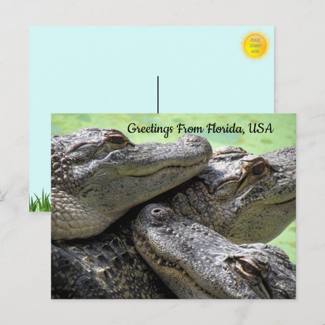 Carte Postale Salutations De Floride Alligator (Devant / Derrière)