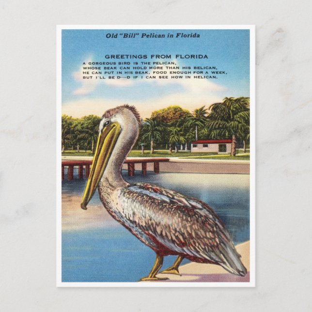 Carte Postale Salutations de Floride, Vieux Bill Pelican Floride (Devant)