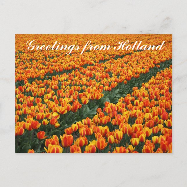 Carte postale "Salutations de Hollande" (Devant)