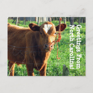 Carte Postale Salutations De La Caroline Du Nord !