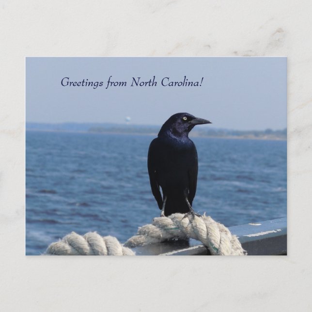 Carte Postale Salutations de la Caroline du Nord (Oiseau noir) (Devant)