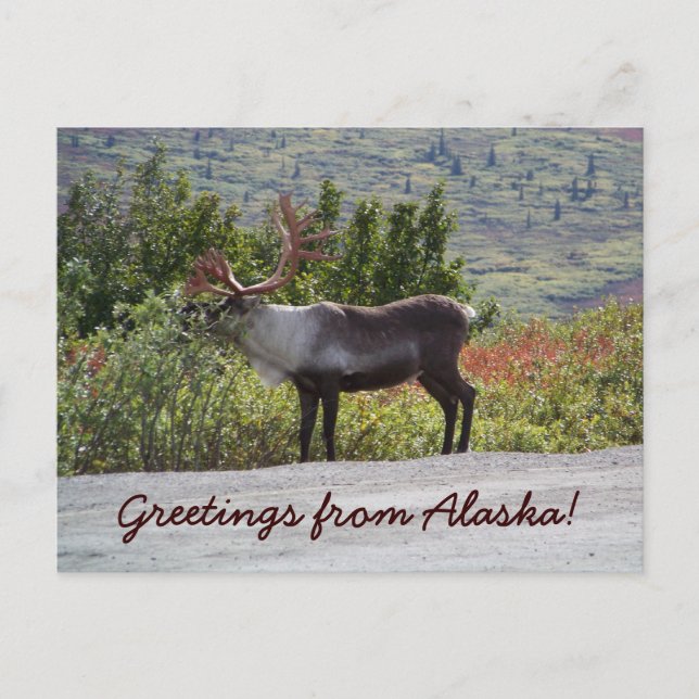 Carte Postale Salutations de l'Alaska ! (Devant)