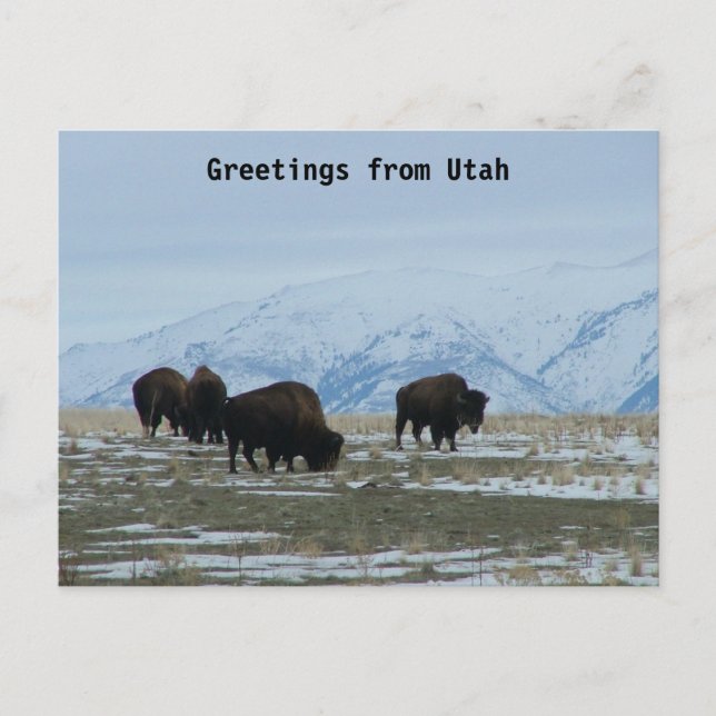 Carte Postale Salutations de l'Utah - Bison américain (Devant)