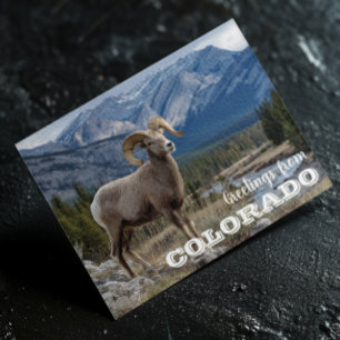 Carte Postale Salutations de moutons du Colorado Bighorn