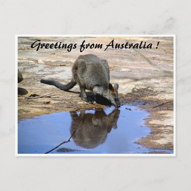 Carte Postale Salutations de réflexion wallaby (Devant)
