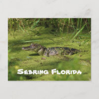Salutations de Setake Florida
